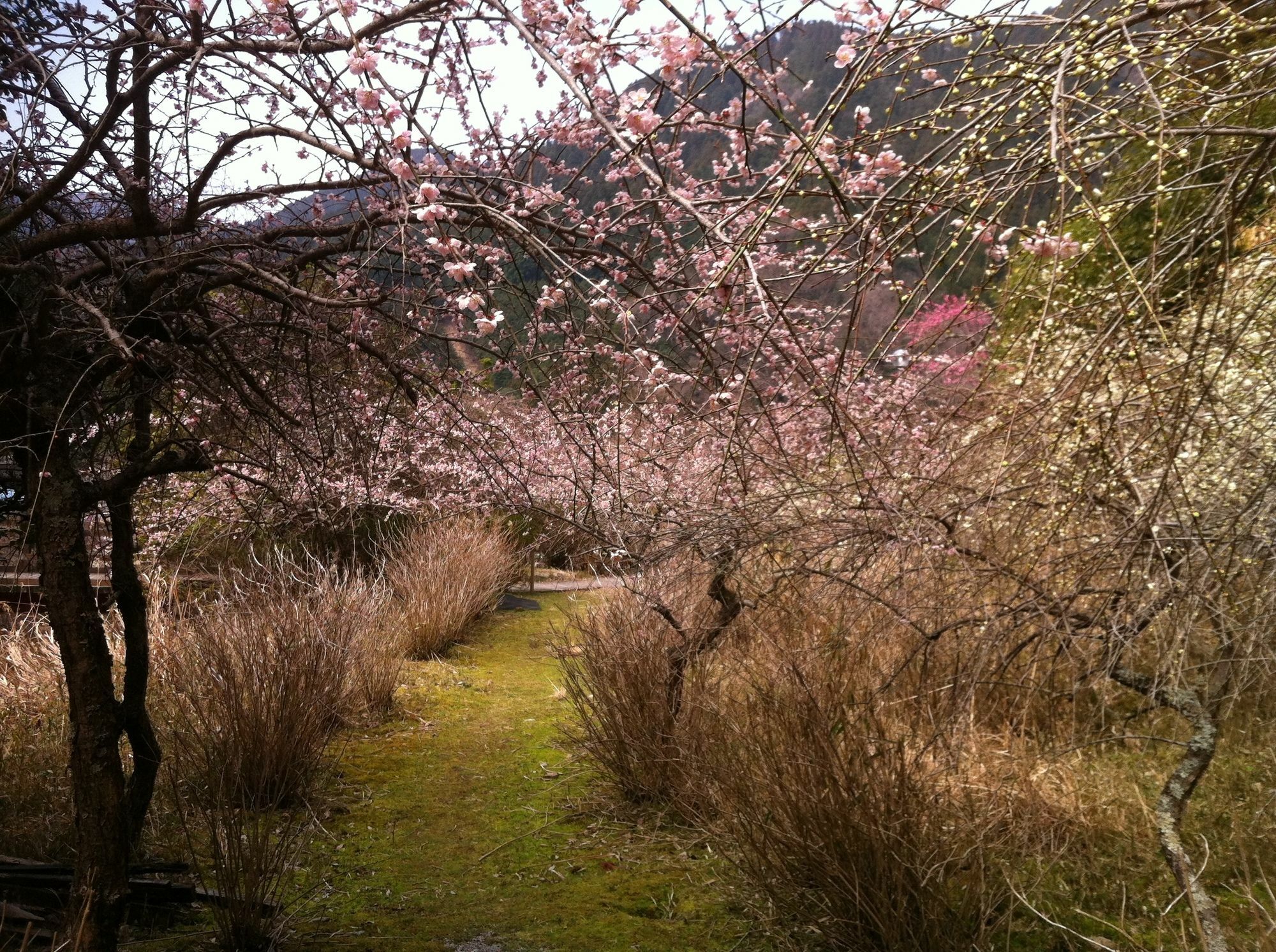 Hinotani Onsen Misugi Resort Tsu Exterior photo